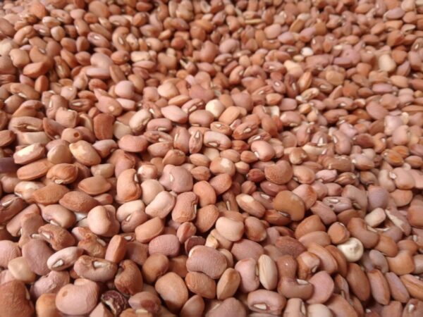 DRUM BEANS